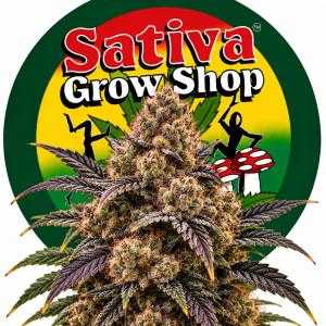 Godfather OG