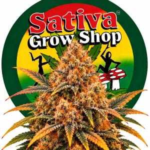 Tangie