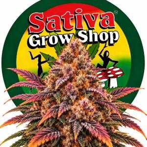 Tropicana Cherry
