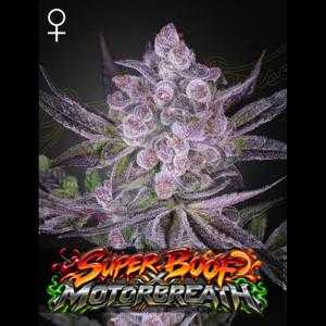 Super Boof X Motorbreath