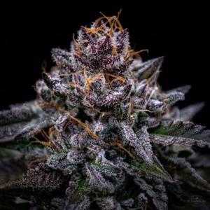Zkittlez Pouding Triploid