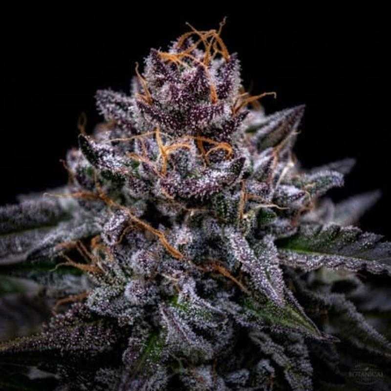 Zkittlez Pouding Triploid