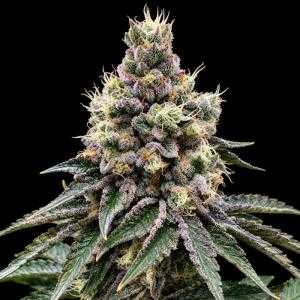 GMO Glookies Triploid - Triploid Genetics | Sativa Grow Shop