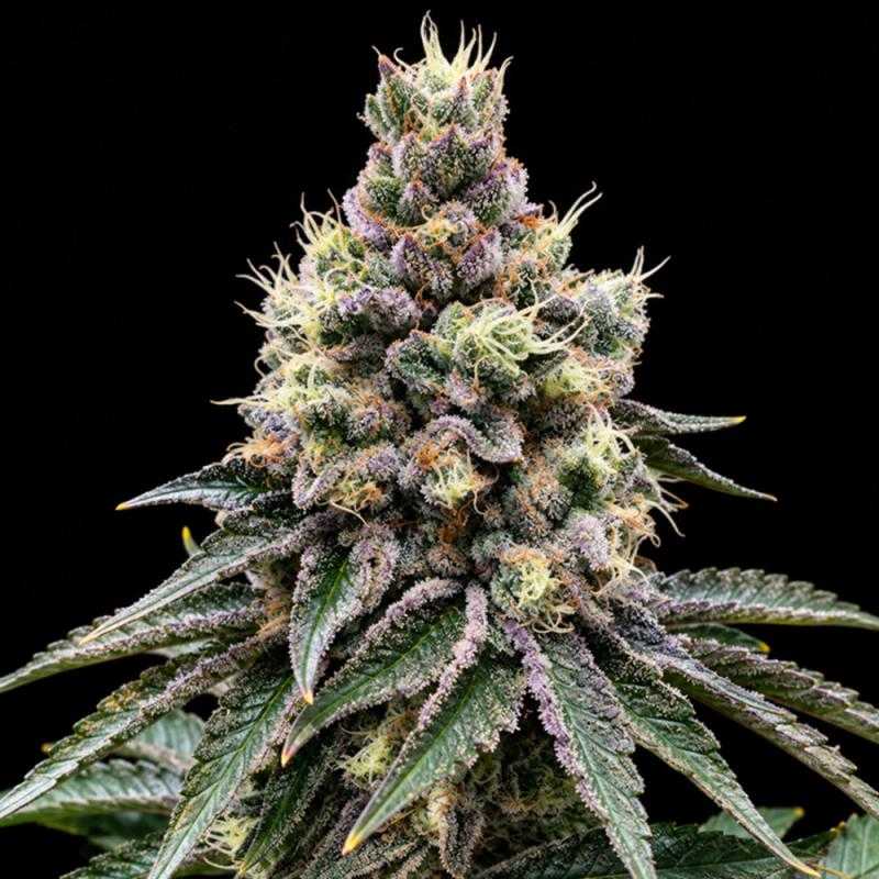 GMO Glookies Triploid - Triploid Genetics | Sativa Grow Shop