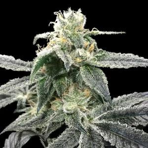 Blue Dream
