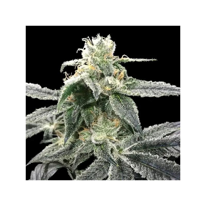 Blue Dream