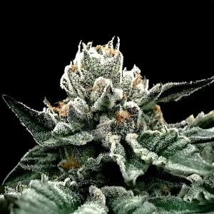 Gorilla Glue 4