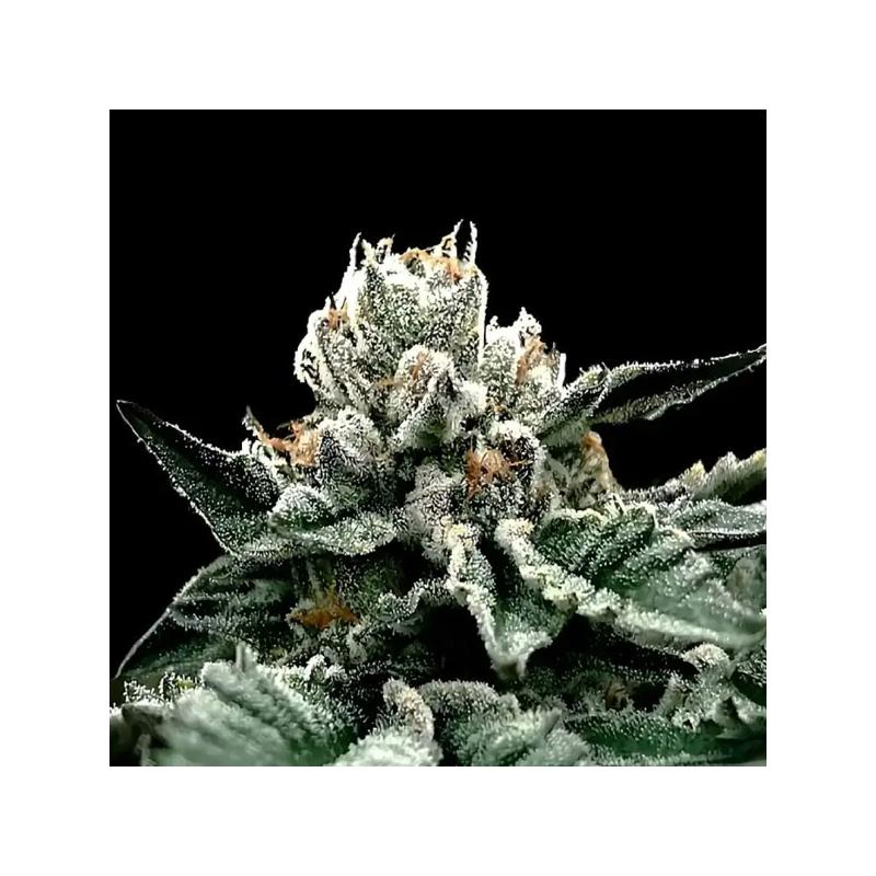 Gorilla Glue 4