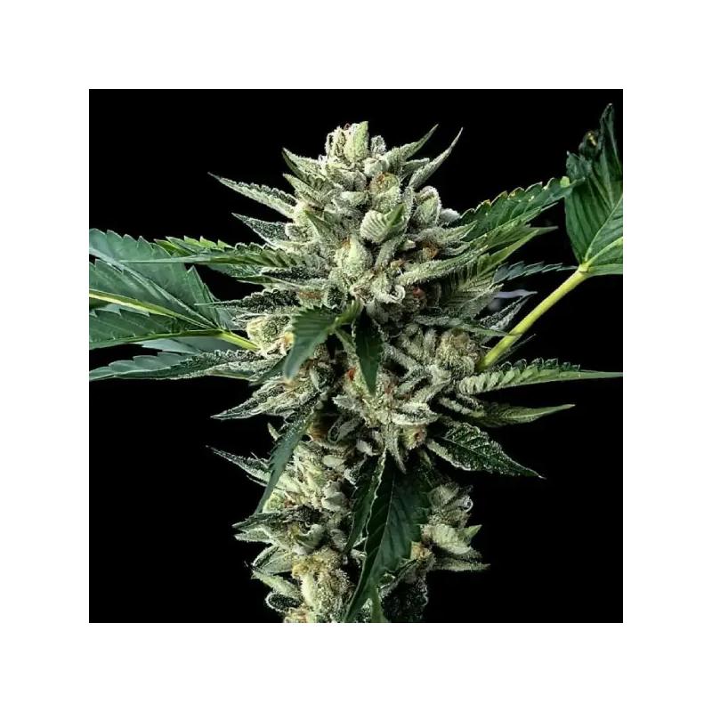 Sour Garlic x Honey Banana