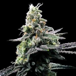 Purple Chocolope
