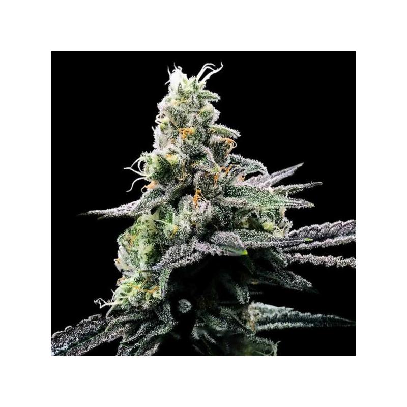 Purple Chocolope Purple Chocolope