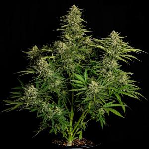 Auto Quantum Terp F1