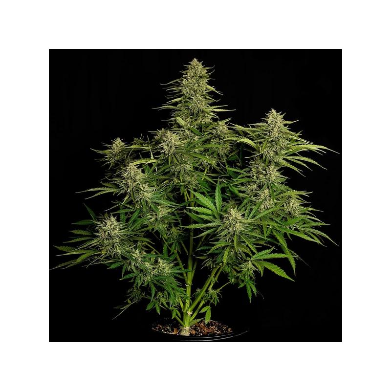 Auto Quantum Terp F1 Auto Quantum Terp F1