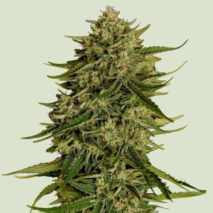 Auto Quantum Terp F1