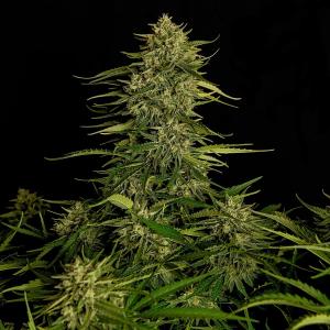 Auto Quantum Terp F1