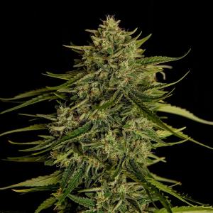 Auto Quantum Terp F1