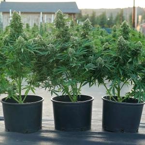 Auto Quantum Terp F1