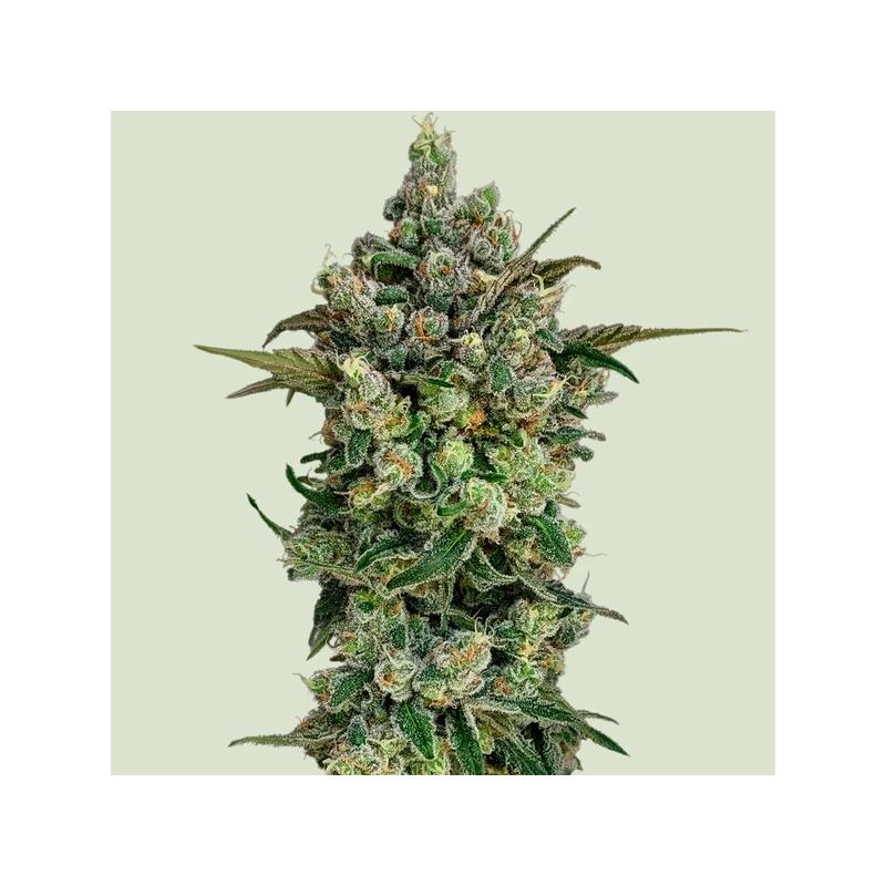 Dark Matter Cake F1