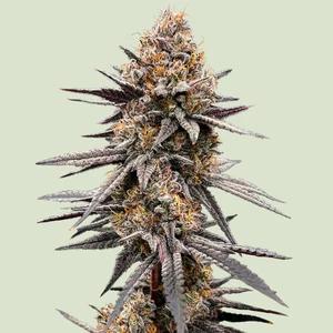 Gravity Berry F1