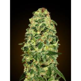 Auto California Kush 00 Seeds