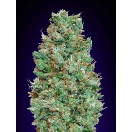 Blueberry 00 Seeds