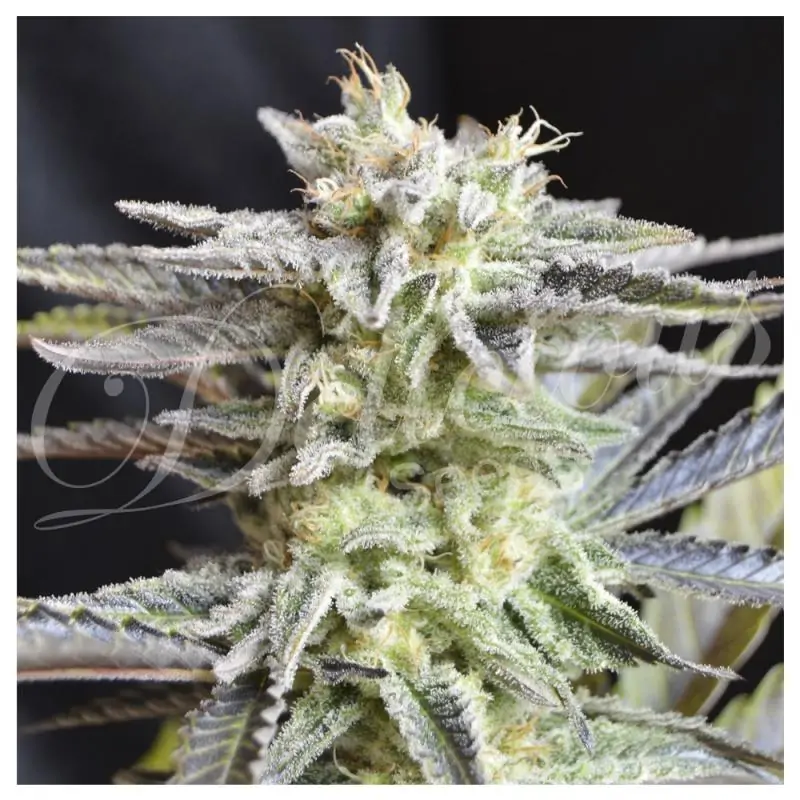 Sugar Black Rose Auto DELICIOUS SEEDS