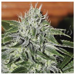 CRITICAL JACK HERER DELICIOUS SEEDS