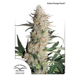CRITICAL ORANGE PUNCH DUTCH PASSION