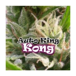 AUTO KING KONG DR. UNDERGROUND