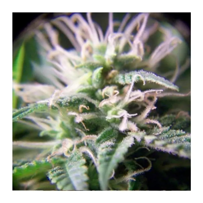 PURPLE MAROC FEMALE SEEDS