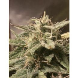 AUTO BUBBLE FEMALE SEEDS