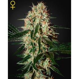 Arjan's Haze No-3 GREENHOUSE