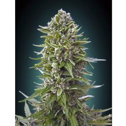 Auto Northern Lights 00 Seeds