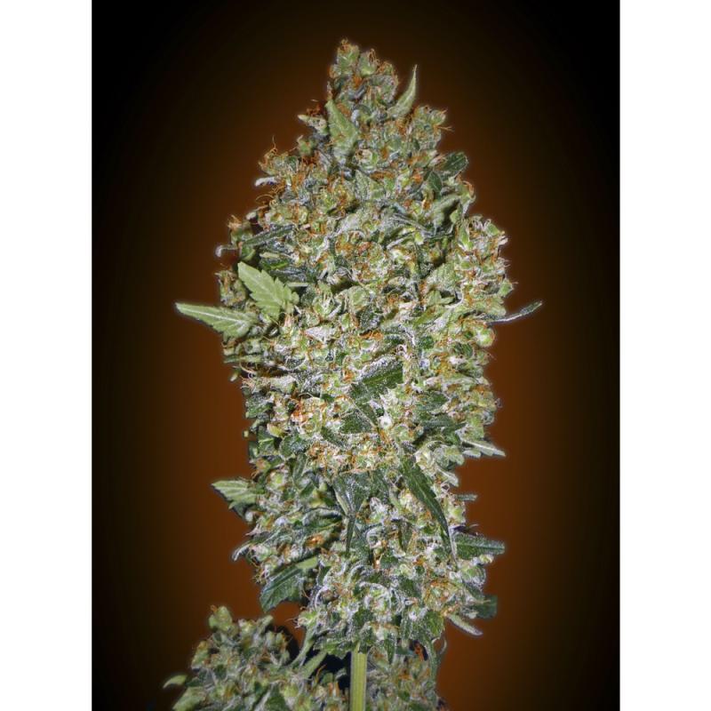 Cheese Berry 00 Seeds