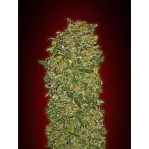 Chocolate Kush 00 Seeds