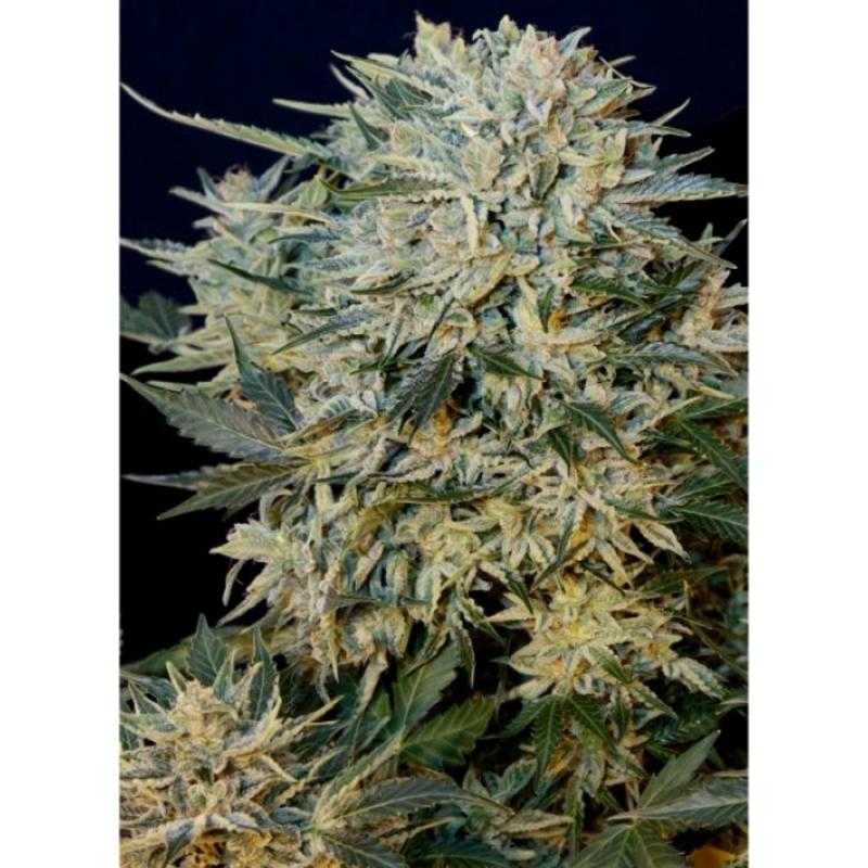 SUGAR GOM GRASS O MATIC