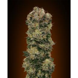 Auto Sweet Soma 00 Seeds
