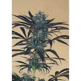 BLUEBERRY HEADBAND HUMBOLDT