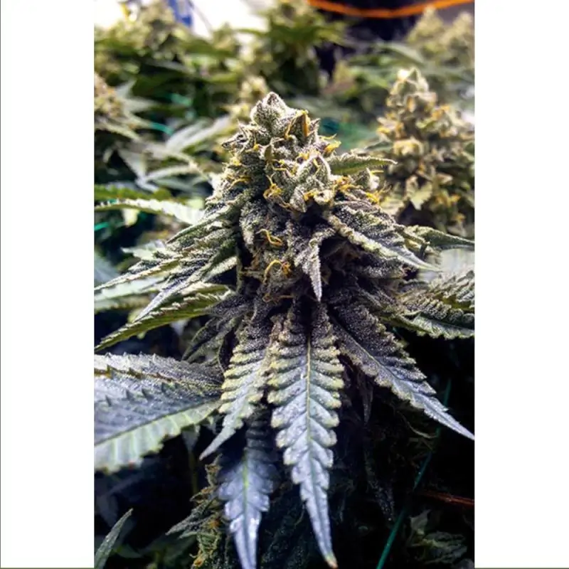 CHOCOLATE MINT OG HUMBOLDT