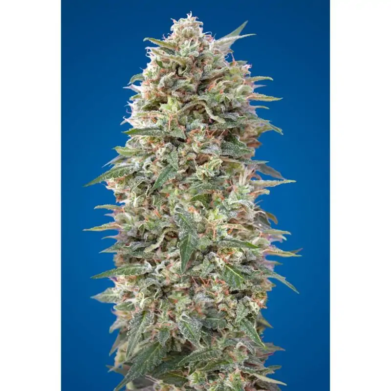 California kush 00 Seeds