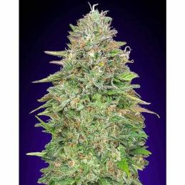 Critical Poison 00 Seeds