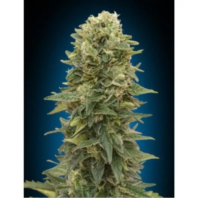 Auto Afghan Mass XXL 00 Seeds