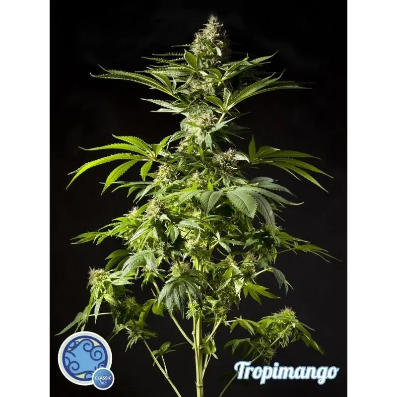 TROPIMANGO PHILOSOPHER SEEDS