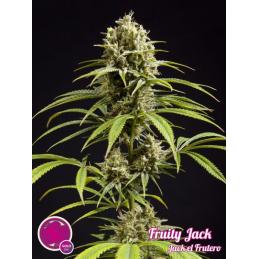 Fruity Jack PHILOSOPHER SEEDS