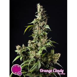 ORANGE CANDY PHILOSOPHER SEEDS