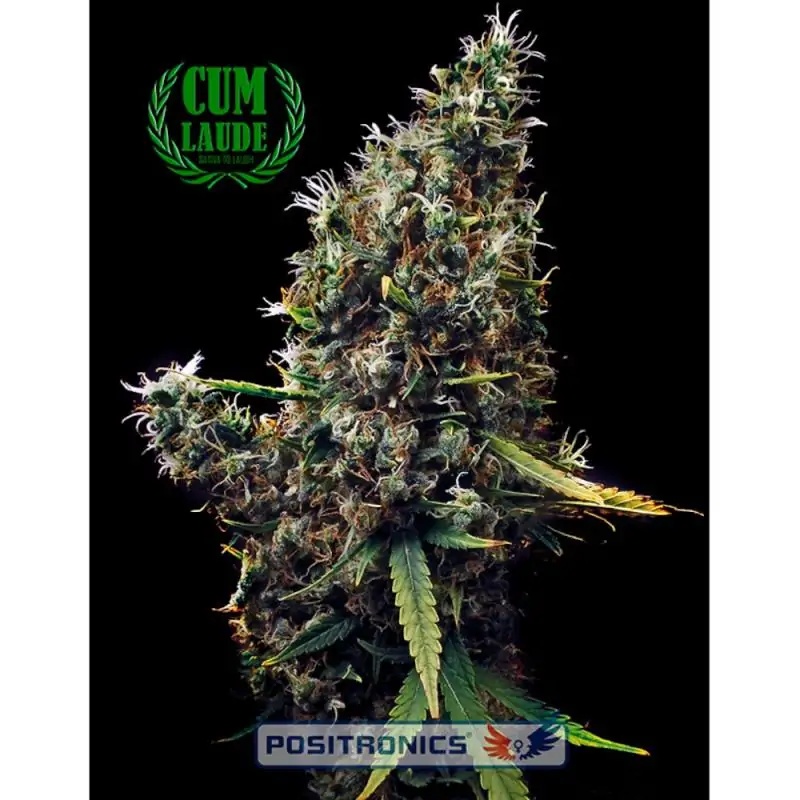 CUM LAUDE POSITRONICS SEEDS