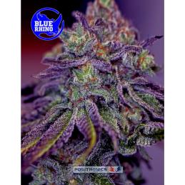 BLUE RHINO POSITRONICS SEEDS