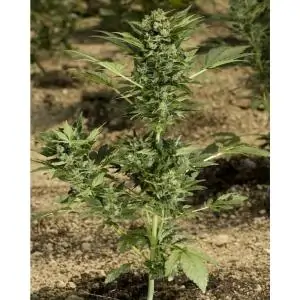 Auto Maria II PARADISE