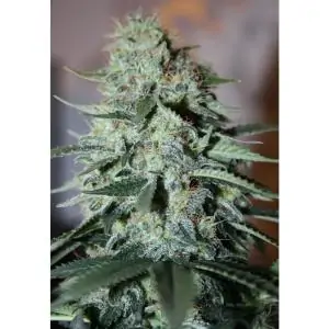 Original White Widow PARADISE