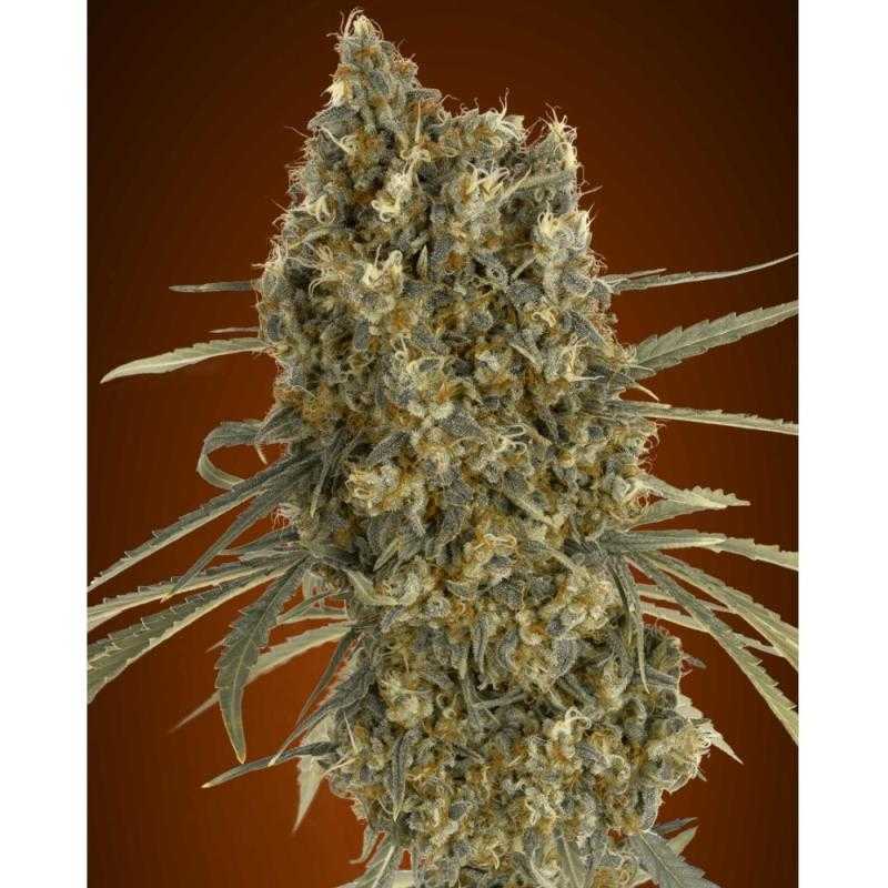 Auto Jack Herer advanced seeds Auto Jack Herer advanced seeds